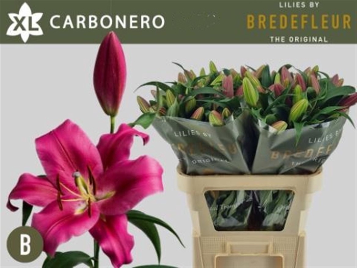 <h4>Li Ot Carbonero 4+</h4>