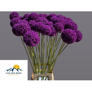ALLIUM GROOTBLOEMIG