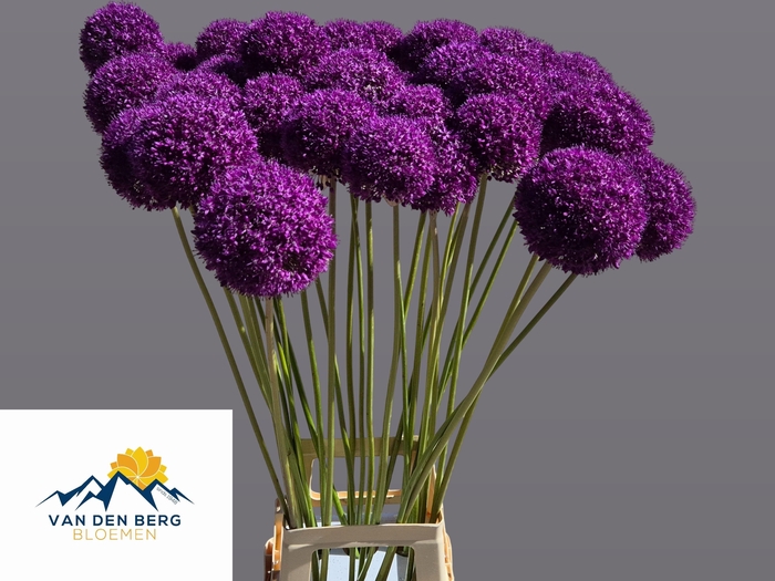 <h4>ALLIUM GROOTBLOEMIG</h4>