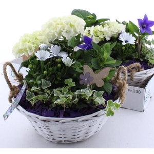 ARR TUINPLANTEN