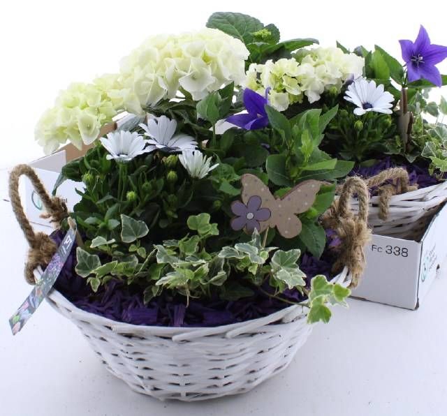 <h4>ARR TUINPLANTEN</h4>