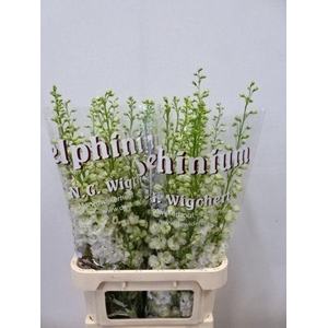 DELPH DU DEW IMPR WH