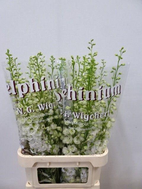 <h4>DELPH DU DEW IMPR WH</h4>