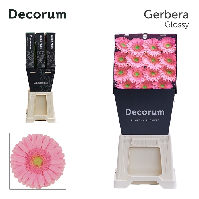 Gerbera Glossy Diamond