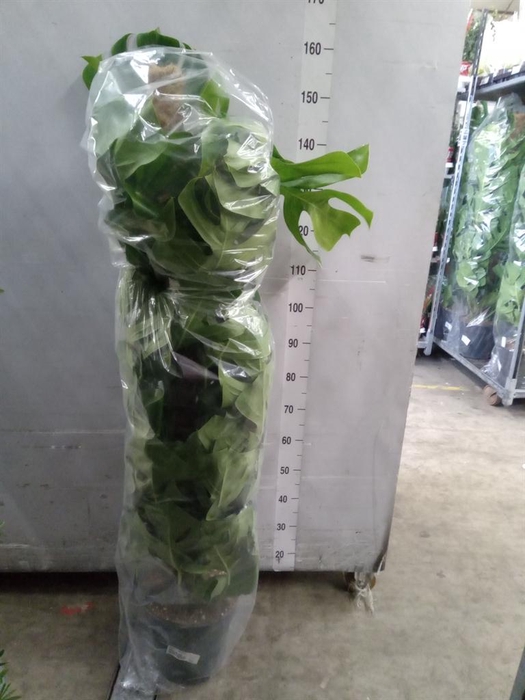 <h4>Monstera pertusum</h4>