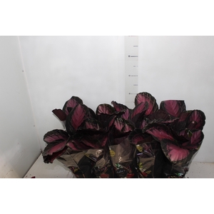 CALATHEA ROSEA PICTA CRIMSON P12