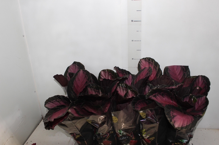 <h4>CALATHEA ROSEA PICTA CRIMSON P12</h4>