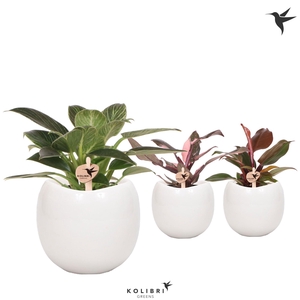 Kolibri Greens Philodendron mix in Bowl pot