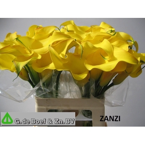ZANT OV