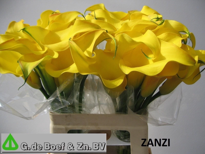 <h4>ZANT OV</h4>