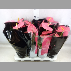 Anthurium andr. 'Colorado'