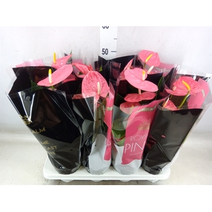 Anthurium andr. 'Colorado'