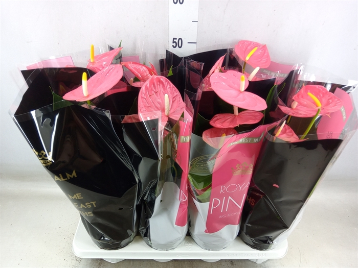<h4>Anthurium andr. 'Colorado'</h4>