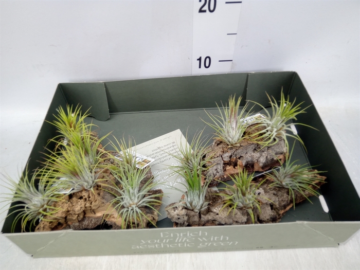 <h4>Arr.  Tillandsia L%</h4>