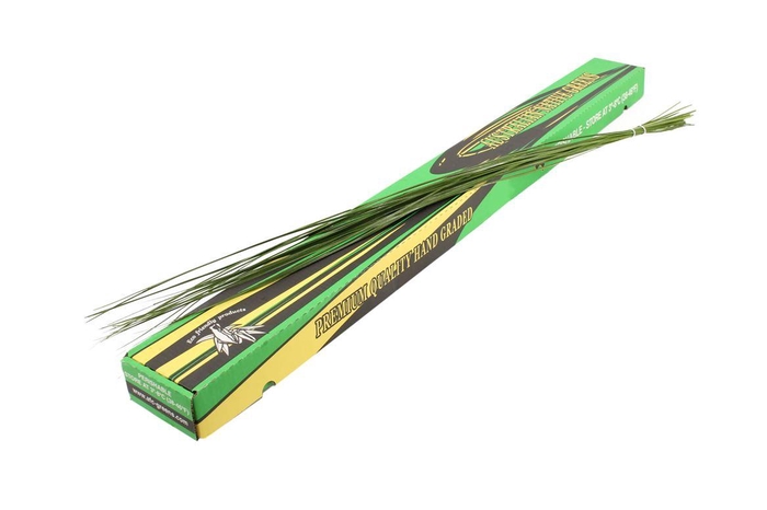 <h4>Steelgrass Speargrass WBE</h4>