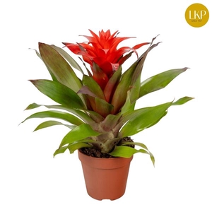 Guzmania Lorena Rood (Zonder Hoes)