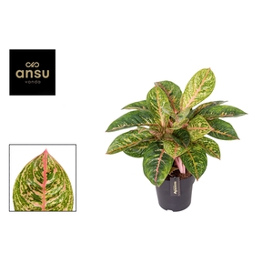 Aglaonema Red Reflections