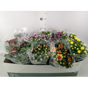 Chrysanthemum   ..mix 7