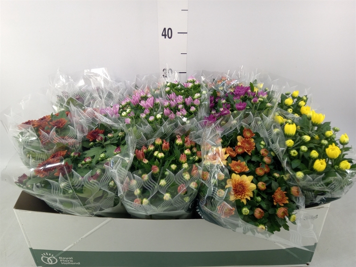 <h4>Chrysanthemum   ..mix 7</h4>