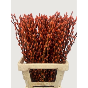 Salix Wilgenkatjes Orange 70cm P Stem