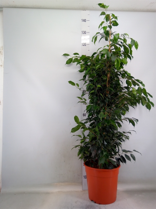 <h4>Ficus benja. 'Danielle'</h4>