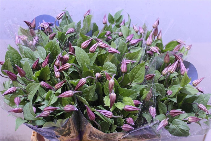 <h4>Clem Amazing Kyiv</h4>