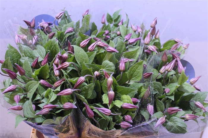 <h4>Clem Amazing Kyiv</h4>