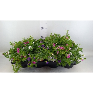 Calibrachoa  'TriobellsPast' .mix '