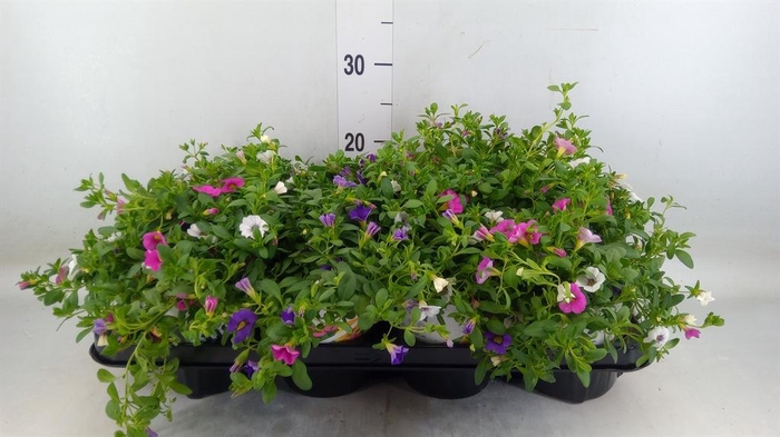 <h4>Calibrachoa 'TriobellsPast' .mix '</h4>
