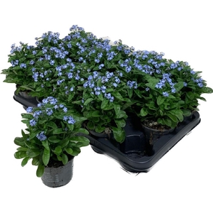 Myosothis Sylvat Mon Amie 10,5Ø 20cm