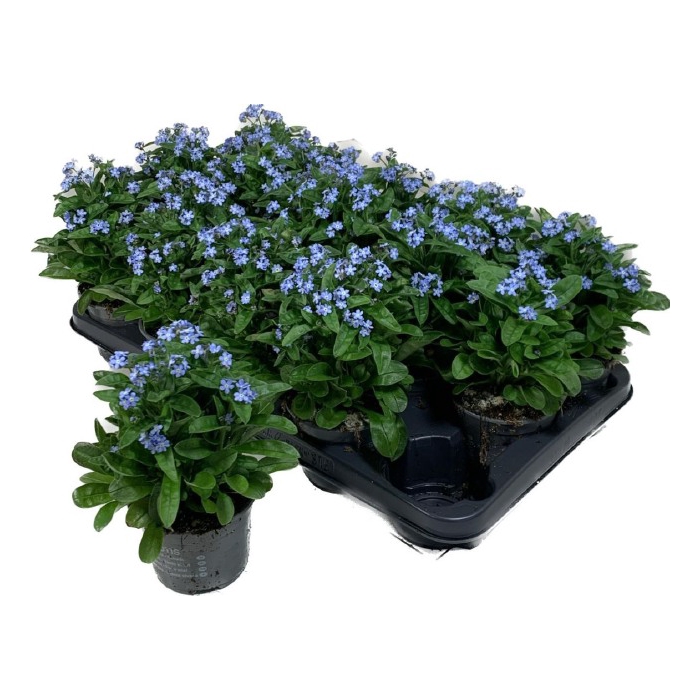 <h4>Myosothis Sylvat Mon Amie 10,5Ø 20cm</h4>