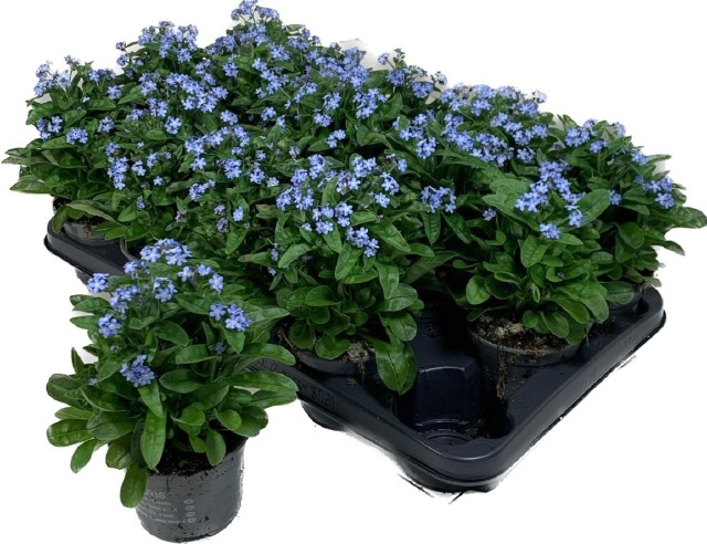 Myosothis Sylvat Mon Amie 10,5Ø 20cm