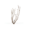 Syringa Branch Super Kvandal