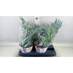 Curio ficoides 'Mount everest'
