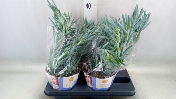 <h4>Curio ficoides 'Mount everest'</h4>