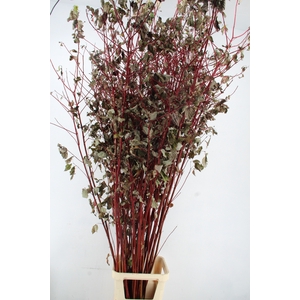 CORNUS ALBA SIBIRICA VERTAKT 220CM