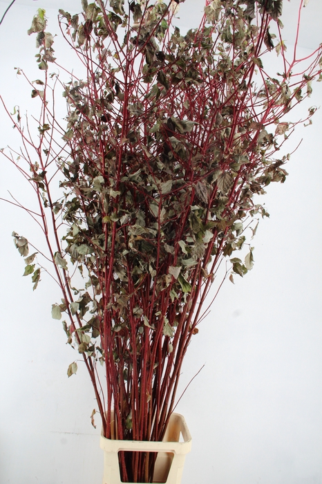 <h4>CORNUS ALBA SIBIRICA VERTAKT 220CM</h4>