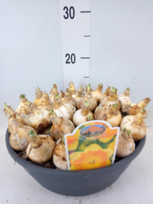 <h4>Narcissus   ...</h4>