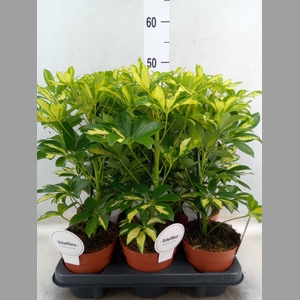 Schefflera arbor. 'Gerda'