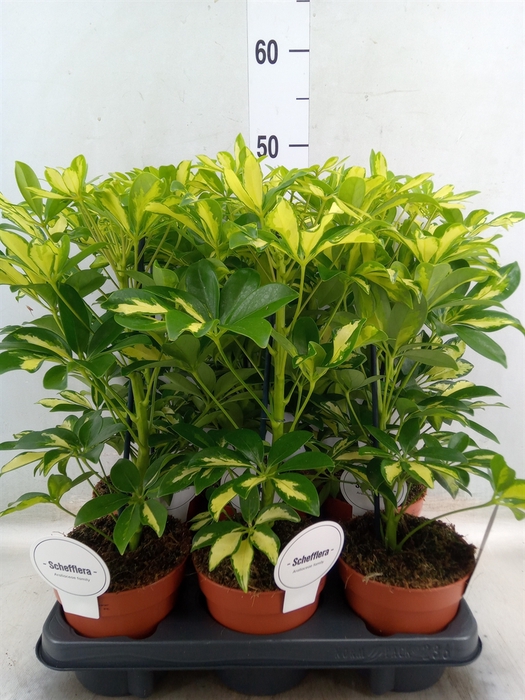<h4>Schefflera arbor. 'Gerda'</h4>