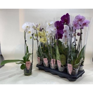 PHAL GEM