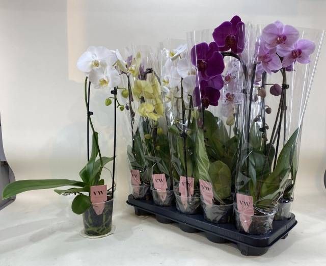 <h4>PHAL GEM</h4>