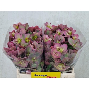 HELL FRK PIPPAS PURP