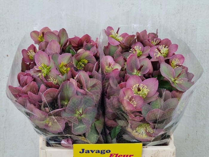 <h4>HELL FRK PIPPAS PURP</h4>