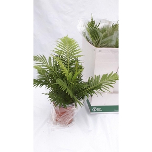 Blechnum silver lady 60 cm pot 17