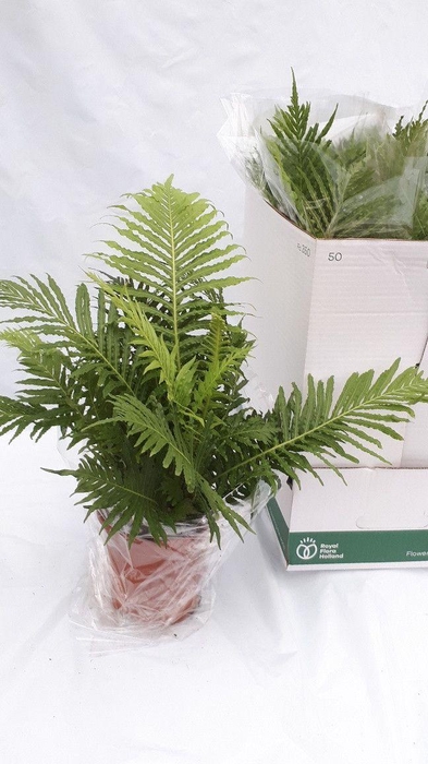 <h4>Blechnum silver lady 60 cm pot 17</h4>