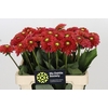 Dahlia Orange Fox