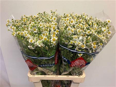 <h4>Tana Pa Cameron</h4>