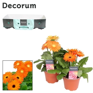 Gerbera 2-bl Orange Carton