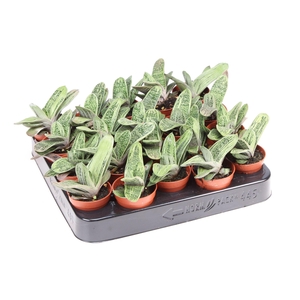 Gasteria  'Little Warty'